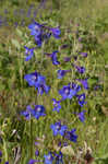 Alabama larkspur